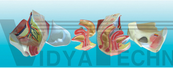 The model of female pelvis attach with pelvic muscles gradation